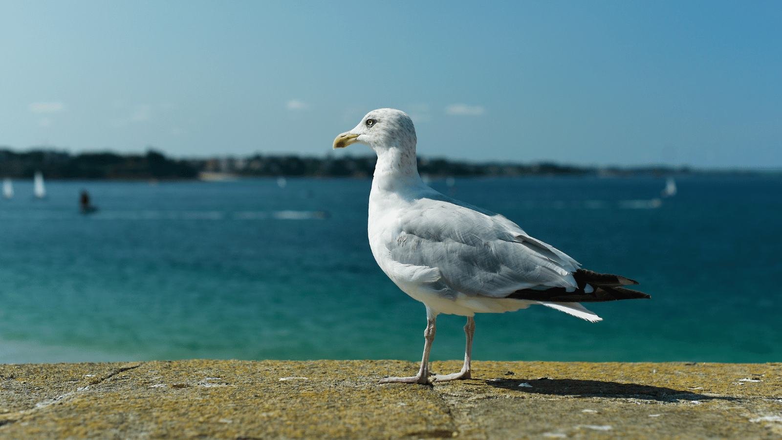 Goéland posé sur un muret du front de mer à Saint-Malo, face à la baie.